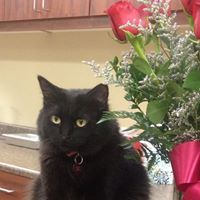 Companion Animal Hospital