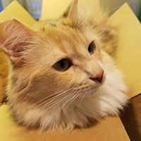Animal Spay and Neuter – Auburn