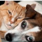 Animal Medical Center