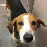Franklin County Animal Shelter