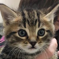 Wilkes Veterinary Hospital