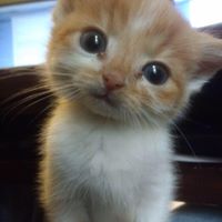 Animal Rescue & Foster Program