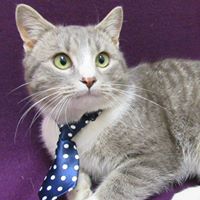 Davidson County Animal Shelter NC