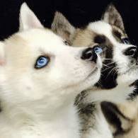 Husky puppies for sale