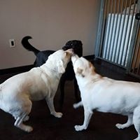 Carolinas Veterinary Care Clinic