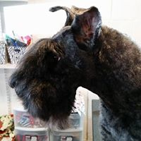 Pawsitively Long Beach