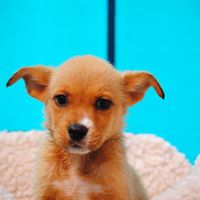 West Coast Animal Rescue