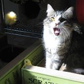The Cats of the Amanda Foundation