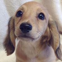 Full Circle Miniature Dachshunds