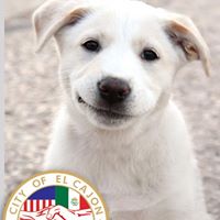 El Cajon Animal Shelter