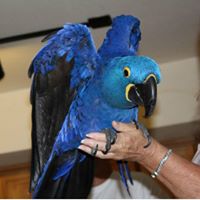 Macaw Parrots and Hyacinth parrots for sale