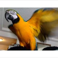 Yellow&Gold Macaw Parrots For sale In California