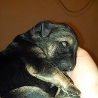 AKC German Shepherd puppies for sale in Mohave County AZ