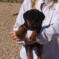 Arizona German Rottweiler’s
