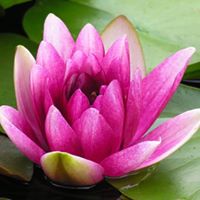 Rejuvenation Day Spa-Salon