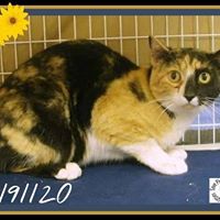 Save Pinal County Shelter Kitties