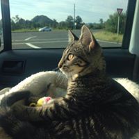 Come and Go Pet Care