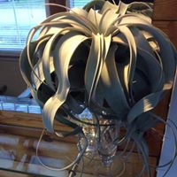 Debi’s Place-Tillandsia Air Plants, Sussex Canada