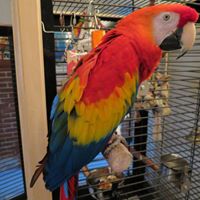 Bandit the Scarlet Macaw
