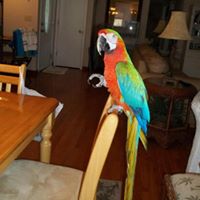 Sunset Beach Exotic Birds & More