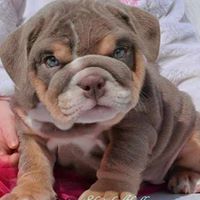 Puppies for sale in North Carolina, Idaho, Wyoming, Mississippi.