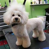Paw-metto Pooches Pet Salon LLC