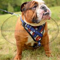 www.english-bulldog-dog-breed-store.com